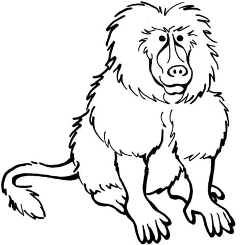 Baboon  Coloring Page